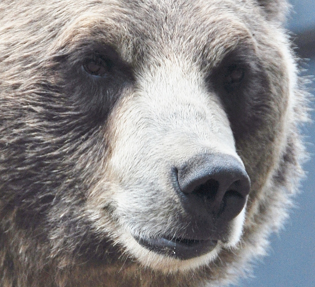 the grizzly bear